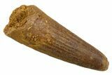 Juvenile Fossil Spinosaurus Tooth - Real Dinosaur Tooth #345897-1